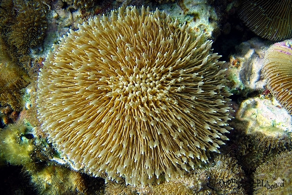 Fungia sp.