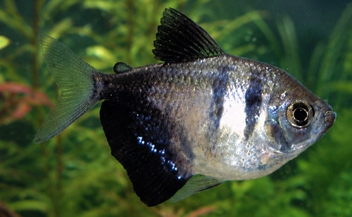 Gymnocorymbus ternetzi