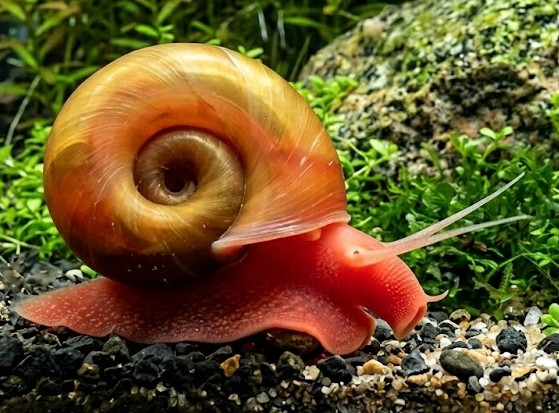 Helisoma duryi