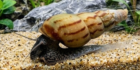 Melanoïdes tuberculata