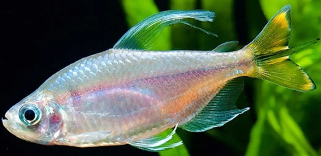 Phenacogrammus bleheri