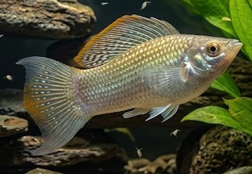 Poecilia kykesis