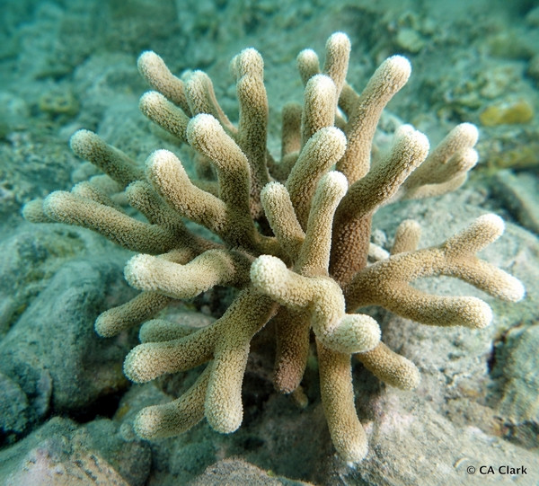 Porites spp.