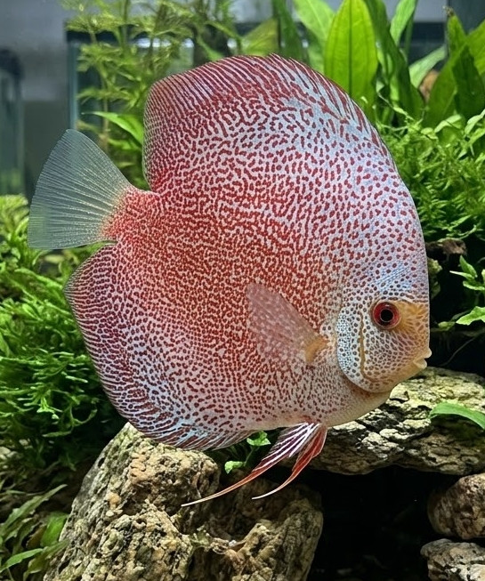 Symphysodon discus/aequifasciata