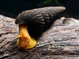 Tylomelania spp.