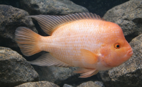 Amphilophus labiatus