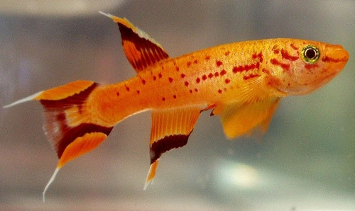 Aphyosemion australe