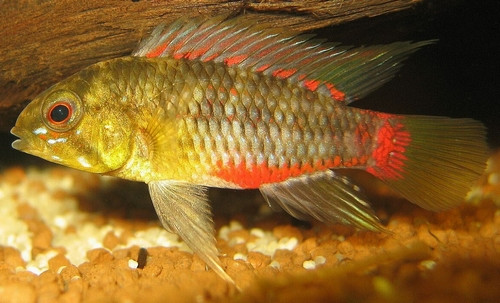 Apistogramma hongsloi