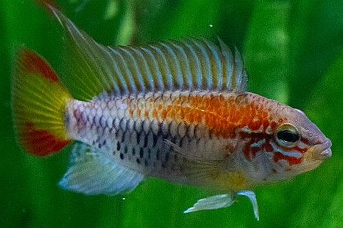 Apistogramma macmasteri