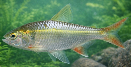 Astyanax fasciatus