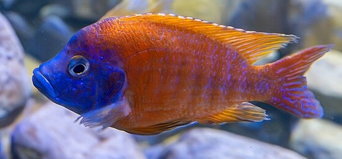 Aulonocara baenschi