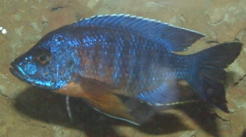 Aulonocara jacobfreibergi