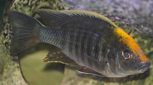 Aulonocara maylandi