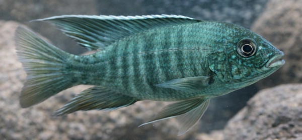 Aulonocara steveni