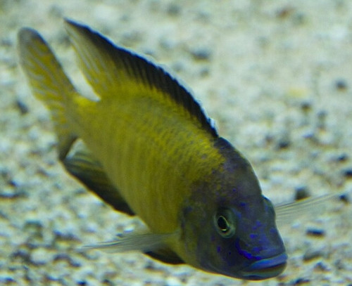 Aulonocara stuartgranti