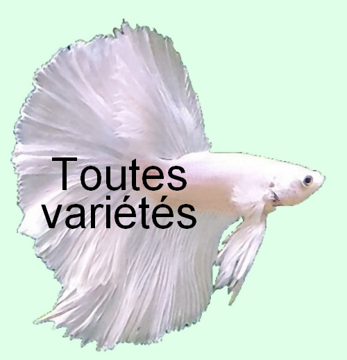 Betta splendens