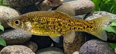 Chapalichthys pardalis