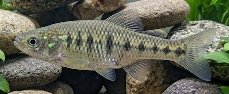 Chapalichthys encaustus