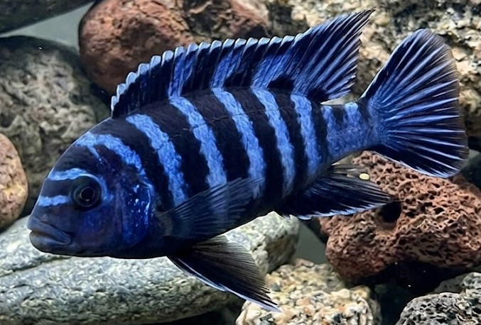 Chindongo demasoni
