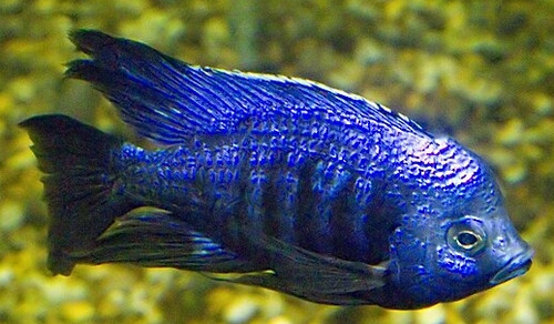 Copadichromis azureus
