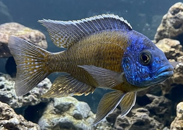 Copadichromis borleyi