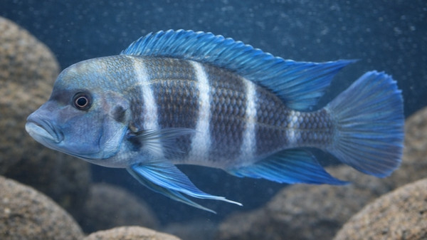 Cyphotilapia frontosa