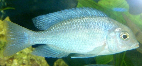 Cyrtocara moorii
