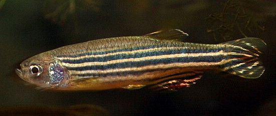 Danio rerio