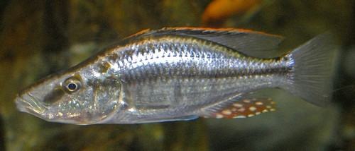 Dimidiochromis compressiceps