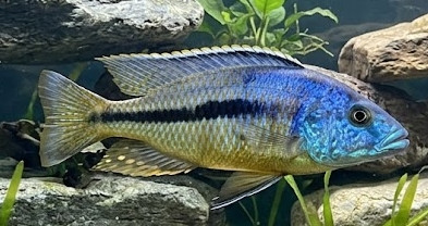 Dimidiochromis kiwinge