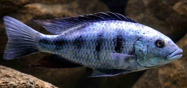 Fossorochromis rostratus