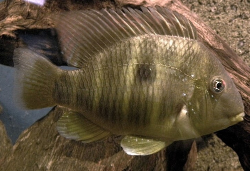 Gymnogeophagus balzanii