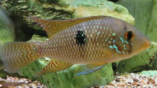 Gymnogeophagus rhabdotus