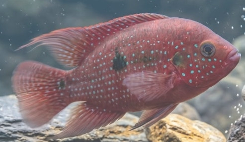 Rubricatochromis (Hemichromis) guttatus
