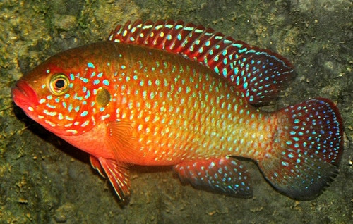Hemichromis lifalili