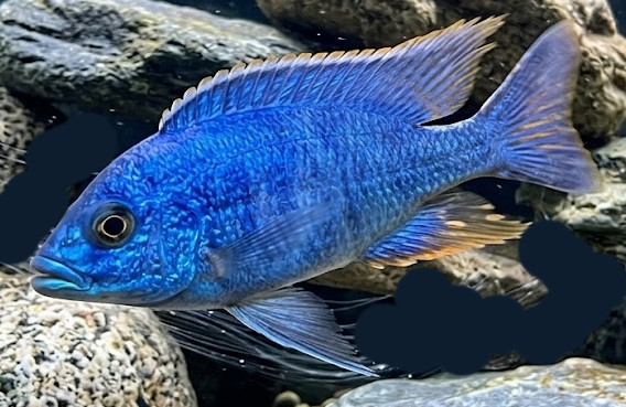 Hemitilapia oxyrhynchus