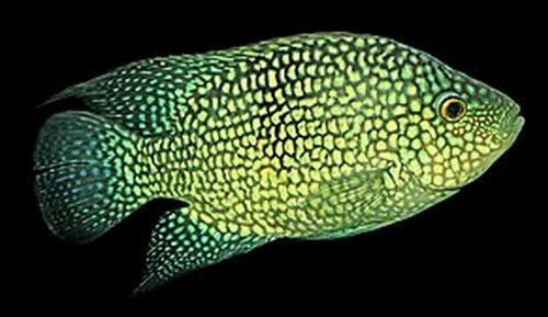Herichthys carpintis