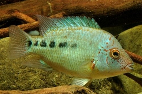 Herichthys deppii