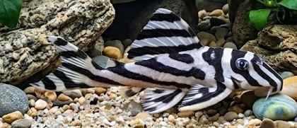 Hypancistrus zebra