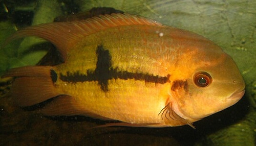 Hypselecara temporalis