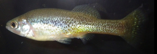 Ilyodon furcidens