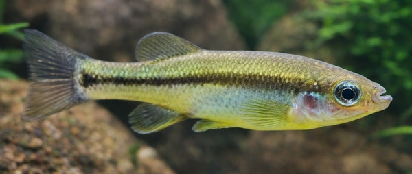 Ilyodon xantusi