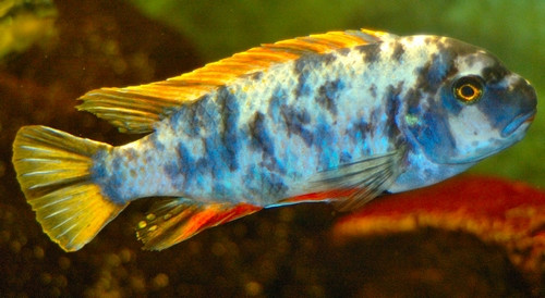 Labidochromis freibergi