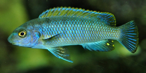 Labeotropheus trewavasae