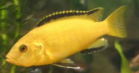 Labidochromis caeruleus