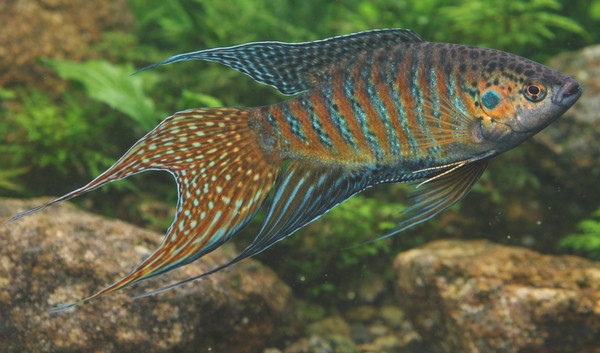 Macropodus opercularis
