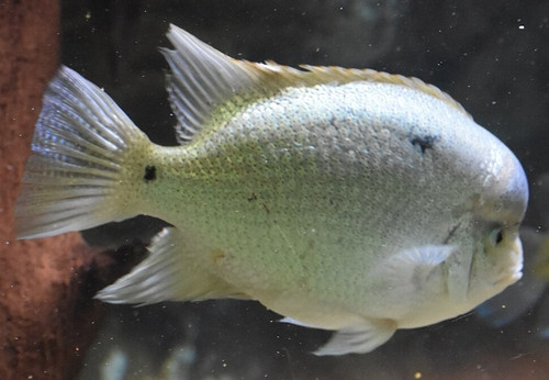 Maskaheros argenteus