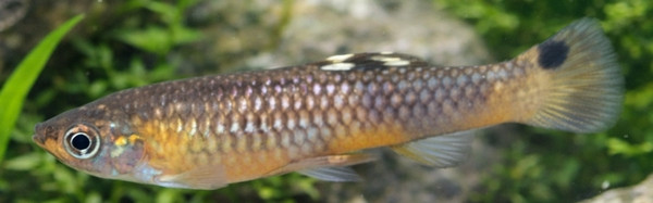 Micropoecilia picta