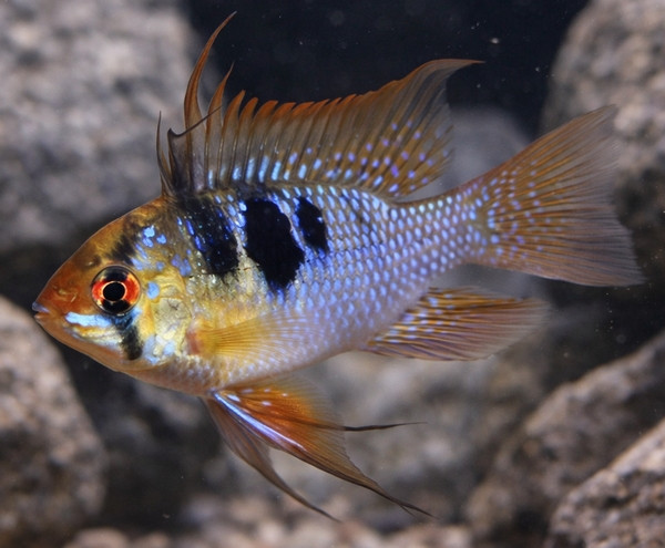 Mikrogeophagus ramirezi