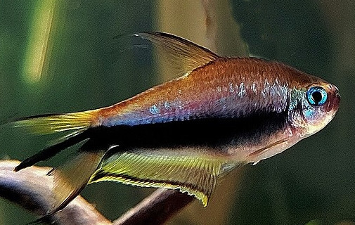 Nematobrycon palmeri